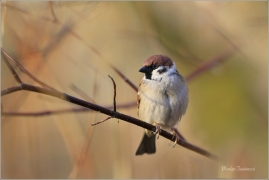 <p>VRABEC POLNÍ (Passer montanus) /Eurasian tree sparrow -Feldsperling/</p>