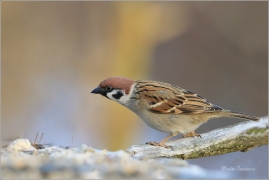 <p>VRABEC POLNÍ (Passer montanus) /Eurasian tree sparrow -Feldsperling/</p>
