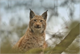 <p>RYS OSTROVID (Lynx lynx) Zoo Děčín ---- /Eurasian lynx - Eurasischer Luchs/</p>