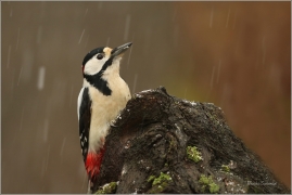 <p>STRAKAPOUD VELKÝ (Dendrocopos major) - /Great spotted woodpecker – Buntspecht/
</p>