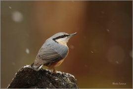 <p>BRHLÍK LESNÍ (Sitta europaea) ---- /Eurasian nuthatch - Kleiber/</p>