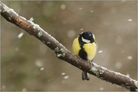 <p>SÝKORA KOŇADRA (Parus major) ------- /Great tit - Kohlmeise/</p>