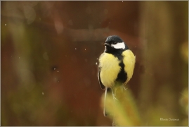<p>SÝKORA KOŇADRA (Parus major) ------- /Great tit - Kohlmeise/</p>