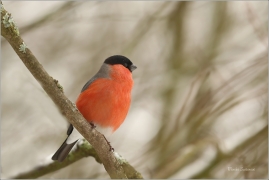 <p>HÝL OBECNÝ (Pyrrhula pyrrhula) Šluknovsko - Jiříkov ------- /Eurasian bullfinch - Gimpel/</p>