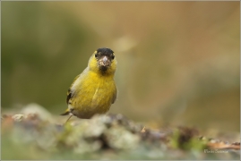 <p>ČÍŽEK LESNÍ (Carduelis spinus) ------- /Eurasian siskin - Erlenzeisig/</p>