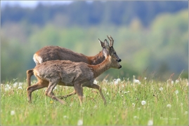 <p>SRNEC OBECNÝ (Capreolus capreolus) Šluknovsko - Jiříkov --- /European roe deer - Reh/
</p>