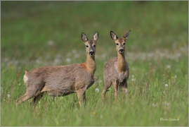 <p>SRNEC OBECNÝ (Capreolus capreolus) Šluknovsko - Jiříkov --- /European roe deer - Reh/</p>