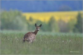 <p>SRNEC OBECNÝ (Capreolus capreolus) Šluknovsko - Jiříkov --- /European roe deer - Reh/
</p>