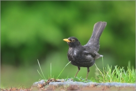 <p>KOS ČERNÝ (Turdus merula) ---- /Common blackbird - Amsel/</p>