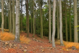 <p>Šluknovsko - Království</p>