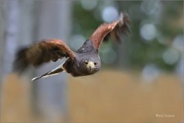 <p>KÁNĚ HARRISOVA (Parabuteo unicinctus) sokolnicky vedená ---- /Harris's hawk - Wüstenbussard/</p>