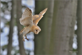 <p>SOVA PÁLENÁ (Tyto alba) sokolnicky vedená /Western barn owl - Schleiereule/</p>