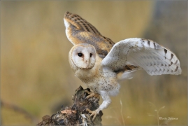 <p>SOVA PÁLENÁ (Tyto alba) sokolnicky vedená /Western barn owl - Schleiereule/</p>