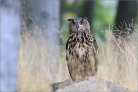 <p>VÝR VELKÝ (Bubo bubo) sokolnicky vedený /Eurasian eagle-owl - Uhu/</p>