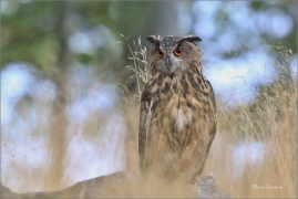 <p>VÝR VELKÝ (Bubo bubo) sokolnicky vedený /Eurasian eagle-owl - Uhu/</p>
