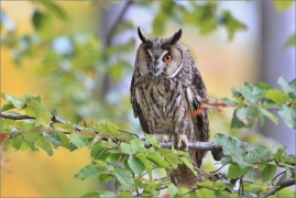 <p>KALOUS UŠATÝ (Asio otus) sokolnicky vedený ----- /Long-eared owl - Waldohreule/</p>