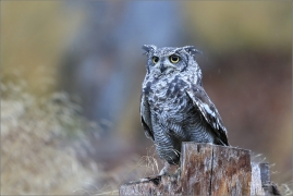 <p>VÝR AFRICKÝ (Bubo africanus) sokolnicky vedený ---- /Spotted eagle-owl - Fleckenuhu/</p>