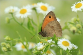 <p>OKÁČ LUČNÍ (Maniola jurtina) -----/Meadow brown butterfly - Großes Ochsenauge/</p>