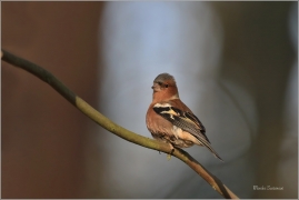 <p>PĚNKAVA OBECNÁ - sameček (Fringilla coelebs) ---- /Chaffinch - Buchfink/</p>
