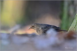 <p>KOS ČERNÝ (Turdus merula) /Common blackbird - Amsel/</p>