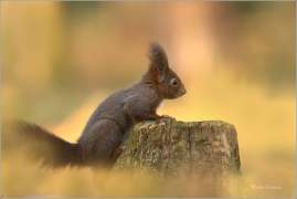 <p>VEVERKA OBECNÁ (Sciurus vulgaris) M. Boleslav ---- /Red squirrel - Eichhörnchen/</p>