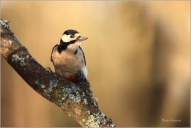<p>STRAKAPOUD VELKÝ (Dendrocopos major) Šluknovsko - Jiříkov ---- /Great spotted woodpecker – Buntspecht/</p>