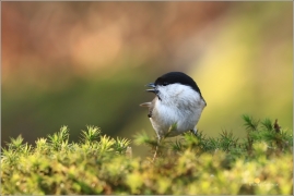 <p>SÝKORA BABKA ( Parus palustris) /Marsh tit - Sumpfmeise/</p>