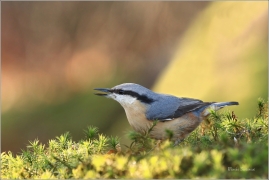 <p>BRHLÍK LESNÍ (Sitta europaea) ---- /Eurasian nuthatch - Kleiber/</p>