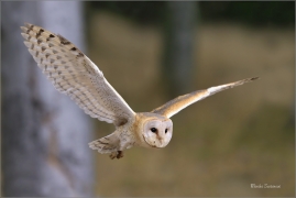 <p>SOVA PÁLENÁ (Tyto alba) sokolnicky vedená /Western barn owl - Schleiereule/</p>