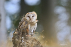 <p>SOVA PÁLENÁ (Tyto alba) sokolnicky vedená /Western barn owl - Schleiereule/</p>