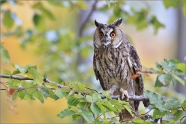 <p>KALOUS UŠATÝ (Asio otus) sokolnicky vedený ----- /Long-eared owl - Waldohreule/</p>