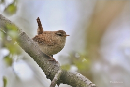 <p>STŘÍZLÍK OBECNÝ (Troglodytes troglodytes) Šluknov ----- /Eurasian wren - Zaunköking/</p>