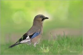<p>SOJKA OBECNÁ (Garrulus glandarius) Praha, Stromovka ---- /Eurasian jay - Eichelhäher/</p>