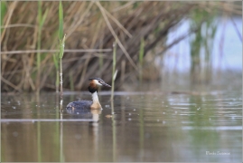 <p>POTÁPKA ROHÁČ (Podiceps cristatus) Českolipsko ----- /Great grested grebe – Haubentaucher/</p>