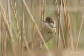 <p>RÁKOSNÍK VELKÝ (Acrocephalus arundinaceus) - Českolipsko --- /Great reed warbler – Drosselrohrsänger/</p>