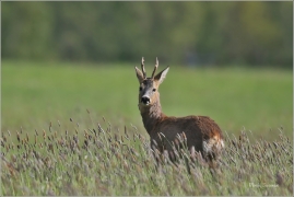 <p>SRNEC OBECNÝ (Capreolus capreolus) Šluknovsko - Jiříkov --- /European roe deer - Reh/</p>