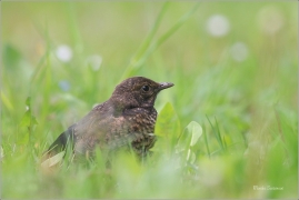 <p>KOS ČERNÝ (Turdus merula) ---- /Common blackbird - Amsel/</p>
