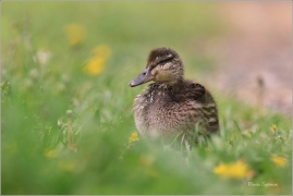<p>KACHNA DIVOKÁ (Anas platyrhynchos) - Šluknov --- /Mallard - Stockente/</p>