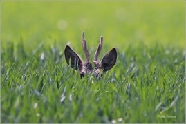 <p>SRNEC OBECNÝ (Capreolus capreolus) Šluknovsko - Jiříkov --- /European roe deer - Reh/</p>