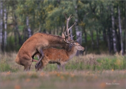 <p>JELEN LESNÍ (Cervus elaphus) obora Rumburk / Red deer / Rothirsch</p>