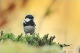 <p>SÝKORA UHELNÍČEK (Periparus ater) ---- /Coal tit - Tannenmeise/</p>