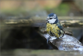 <p>SÝKORA MODŘINKA (Cyanistes caeruleus) ---- /Eurasian blue tit - Blaumeise/</p>