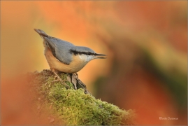 <p>BRHLÍK LESNÍ (Sitta europaea) ---- /Eurasian nuthatch - Kleiber/</p>