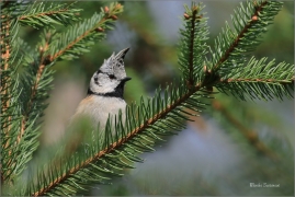 <p>SÝKORA PARUKÁŘKA - Šluknovsko - okolí Jiříkova (Lophophanes cristatus) ---- /Crested tit - Haubenmeise/</p>