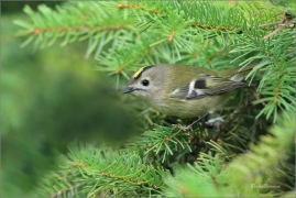 <p>KRÁLÍČEK OBECNÝ (Regulus regulus) Šluknovsko - Harta /Goldcrest - Wintergoldhähnchen/</p>