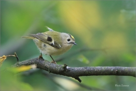 <p>KRÁLÍČEK OBECNÝ (Regulus regulus) Šluknovsko - Jiříkov /Goldcrest - Wintergoldhähnchen/</p>