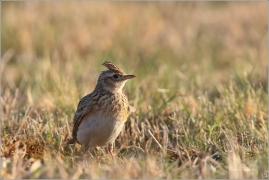 <p>SKŘIVAN POLNÍ (Alauda arvensis) - Šluknovsko, Jiříkov ---- /Eurasian skylark - Feldlerche/</p>