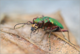 <p>SVIŽNÍK POLNÍ (Cicindela campestris) Rychnov u JBC n.N. ---- /Green tiger beetle - Feld-Sandlaufkäfer/</p>