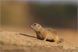 <p>SYSEL OBECNÝ (Spermophilus citellus) --- /European ground squirrel - Europäisches Ziesel/</p>