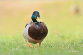 <p>KACHNA DIVOKÁ (Anas platyrhynchos) ---- /Mallard - Stockente/</p>